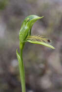 Image of Plumed greenhood