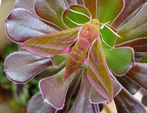 Image of elephant hawk-moth