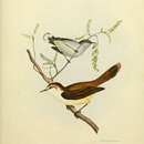 Image of <i>Gerygone flaviventris</i> J. E. Gray 1844