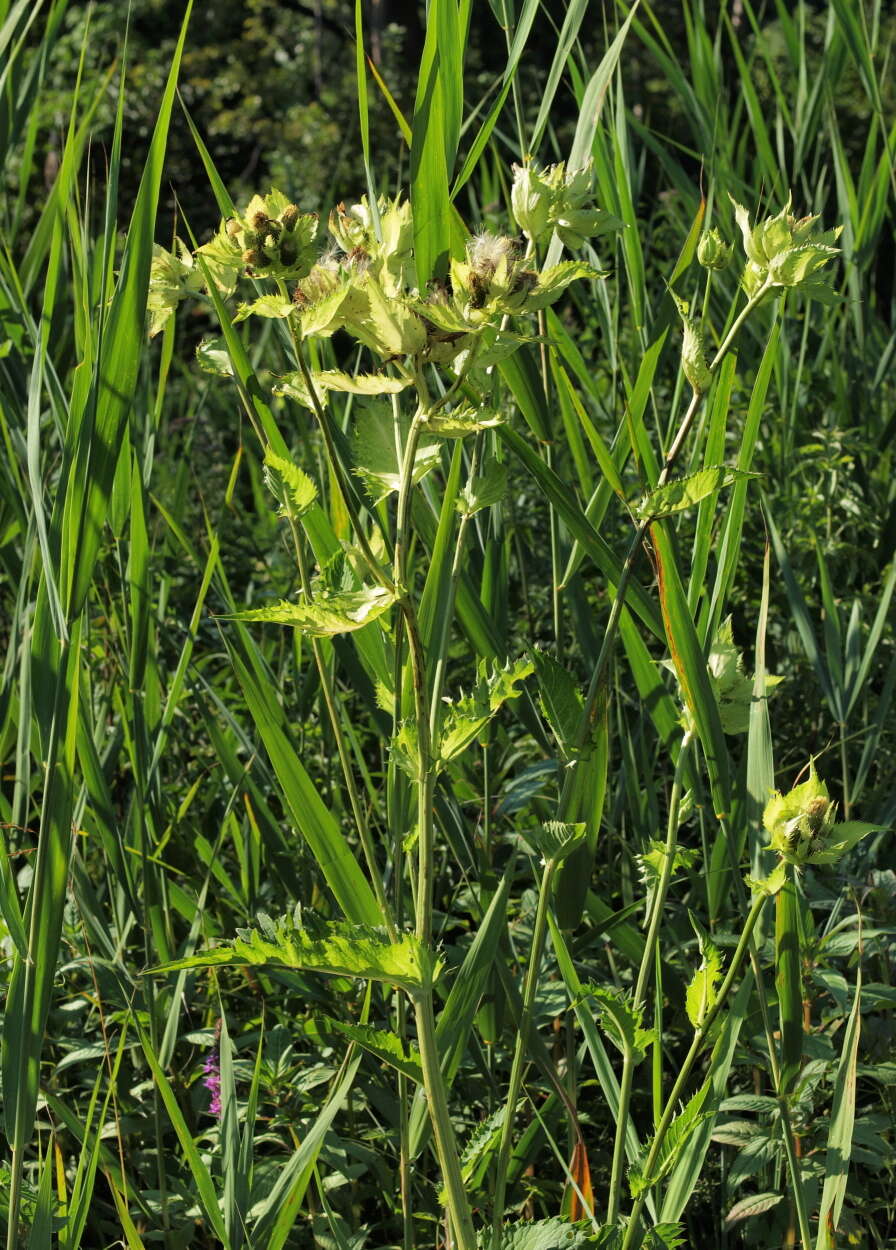 Image of Cabbage Thistle