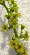 Dioscorea sincorensis R. Knuth resmi