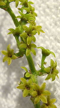 Image of Dioscorea sincorensis R. Knuth