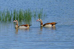 Image of Egyptian Goose