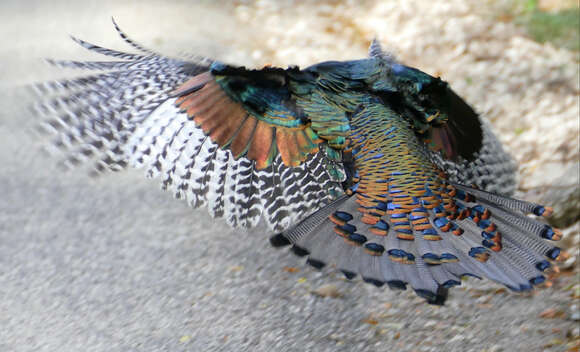 Image of Ocellated Turkey