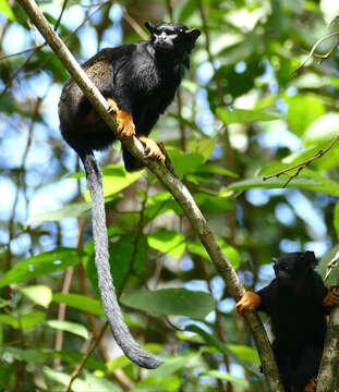 Image of Golden-handed Tamarin