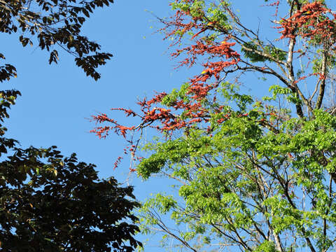 Image of Scarlet Macaw