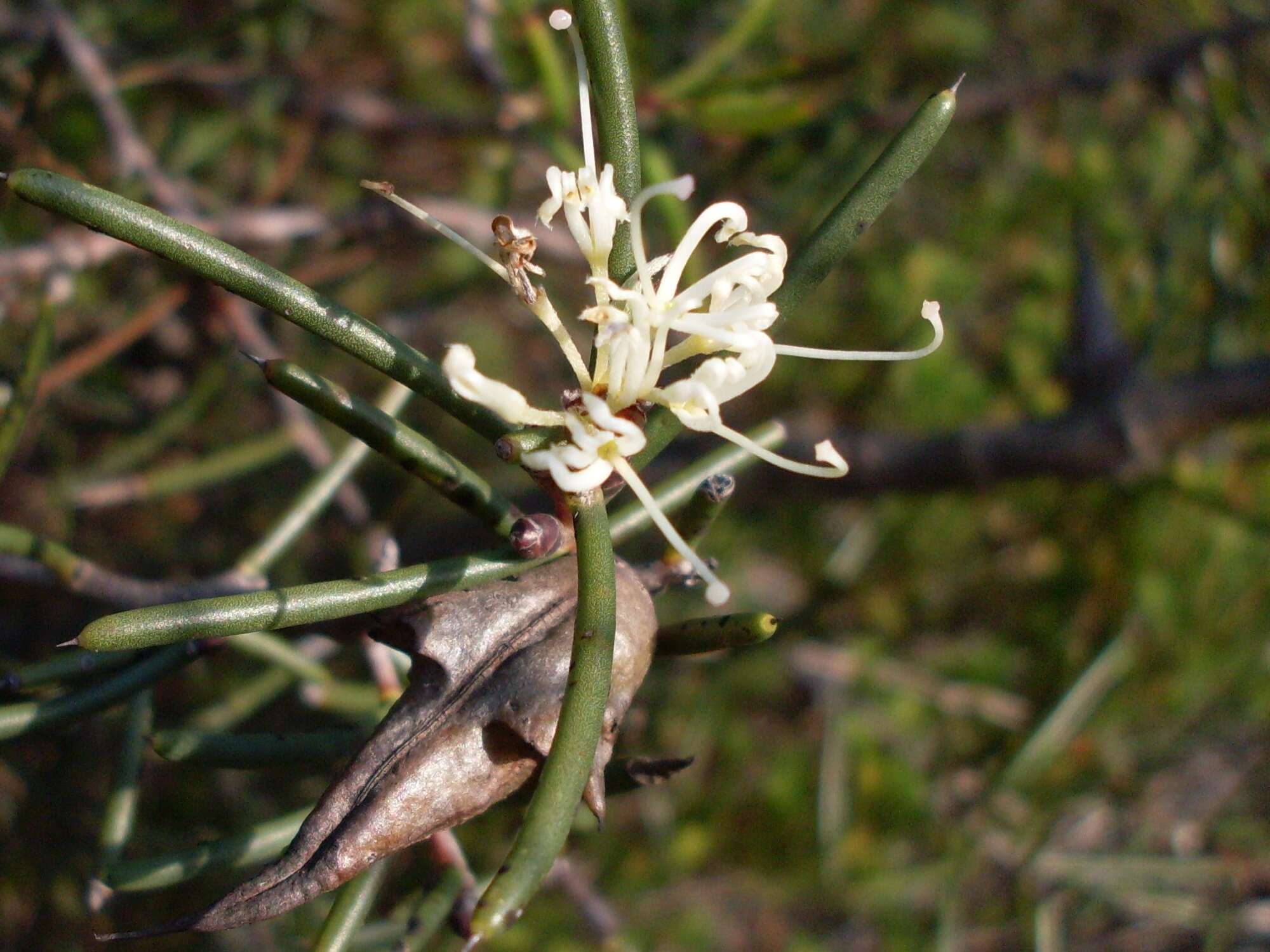 Image of Hakea teretifolia (Salisb.) Britten