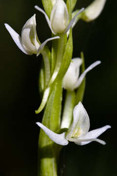 Image of Tall white bog orchid