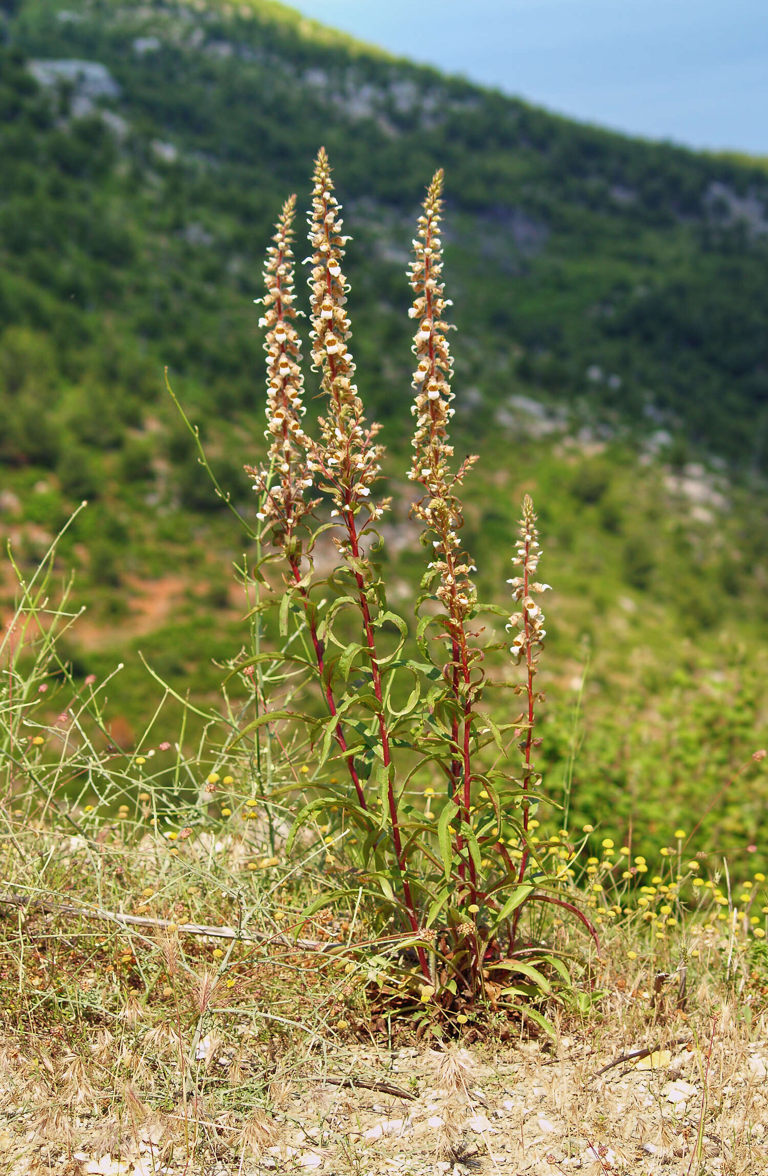 Imagem de Digitalis lanata Ehrh.