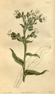 Image of Anchusa ochroleuca M. Bieb.