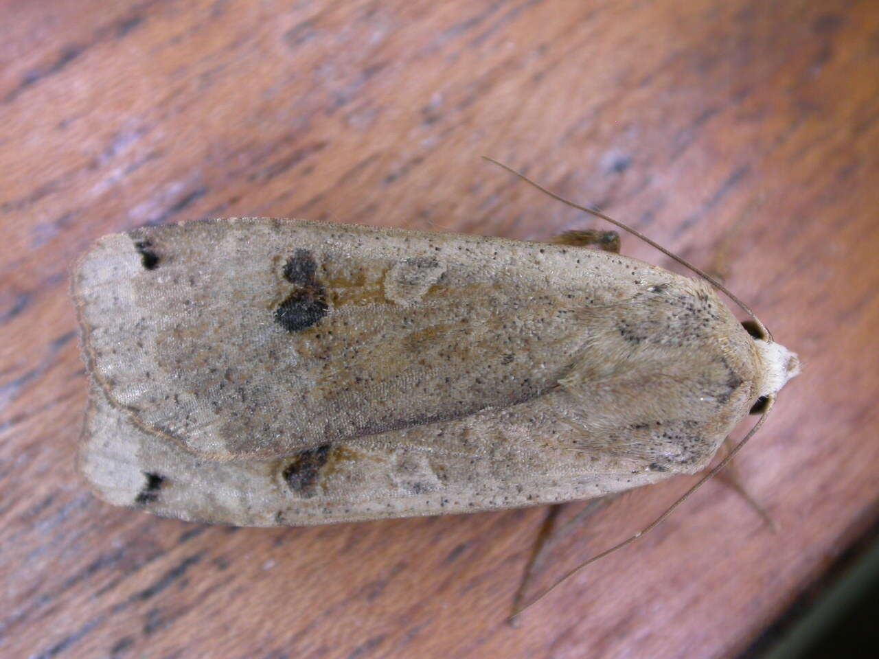 Image of Large Yellow Underwing