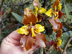 Image of Cyrtochilum