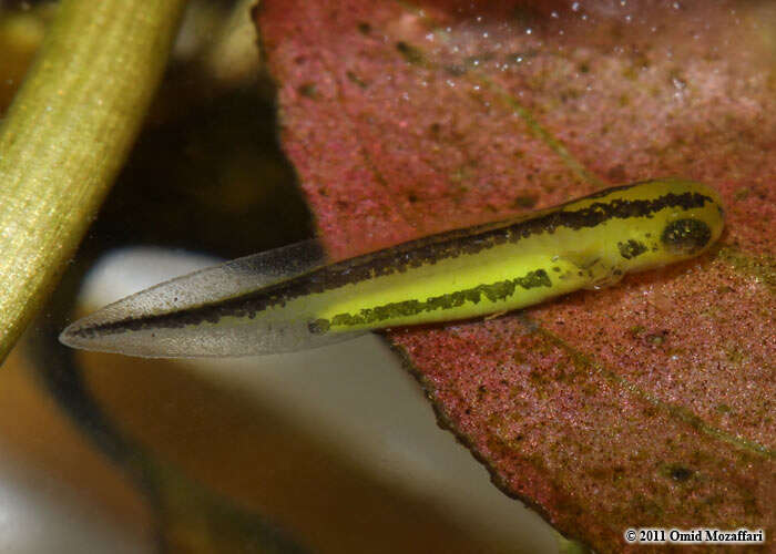 Image of Crested and marbled newts