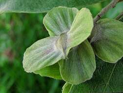 Image of Terminalia fagifolia Mart.