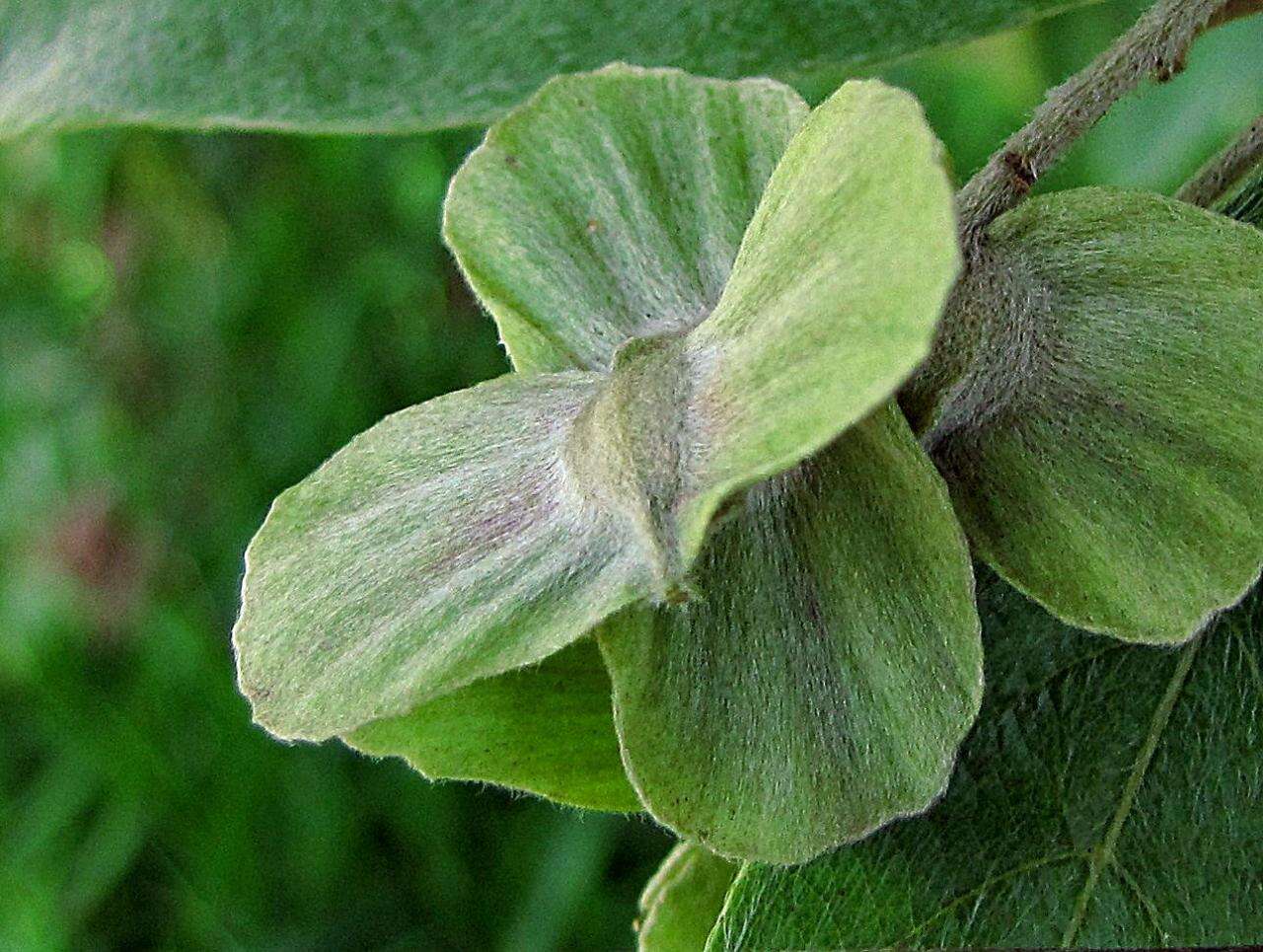 Image of Terminalia fagifolia Mart.