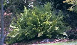 Image of American Alpine Lady Fern