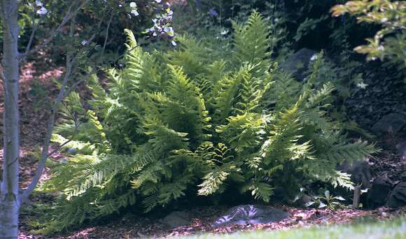 Image de Athyrium americanum (Butters) Maxon