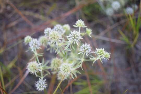 Imagem de Eryngium aromaticum Baldw.