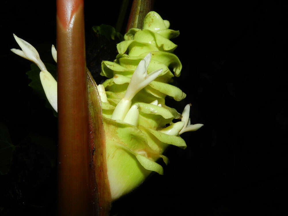 Image of Goeppertia vinosa (H. Kenn.) Borchs. & S. Suárez