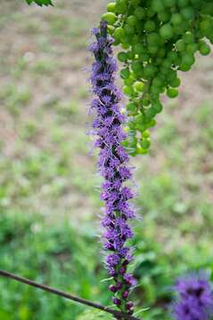 Image of blazing star