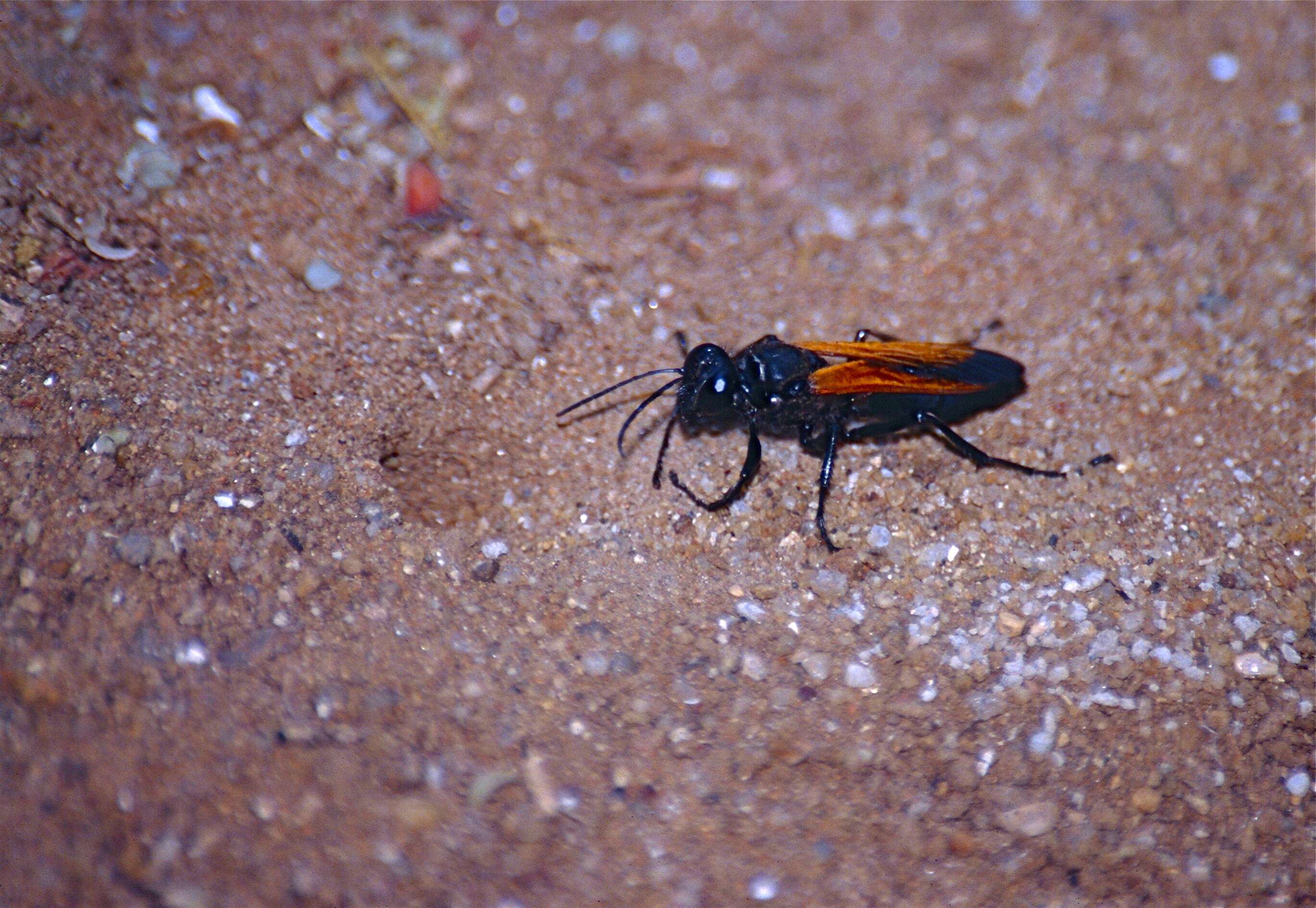 Image of Prionyx crudelis (F. Smith 1856)