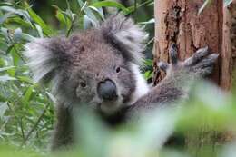 Image of Wombats and Koalas