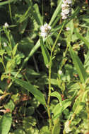 Image of Pinkweeds