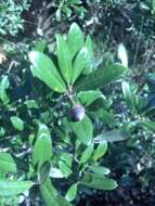 Image of Sand Live Oak