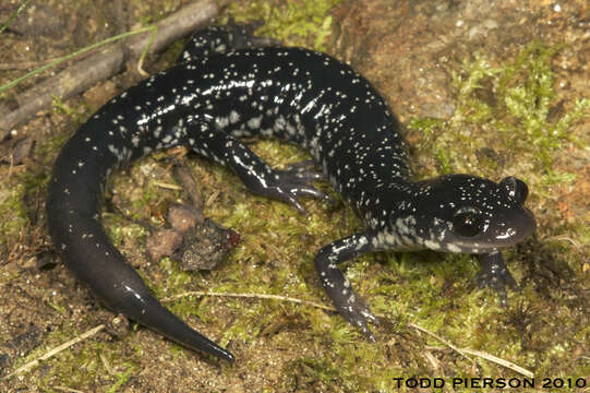 Image of Woodland salamander