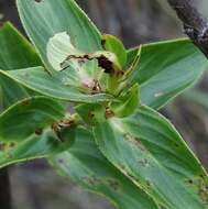 Plancia ëd Diplusodon ciliatiflorus T. B. Cavalcanti