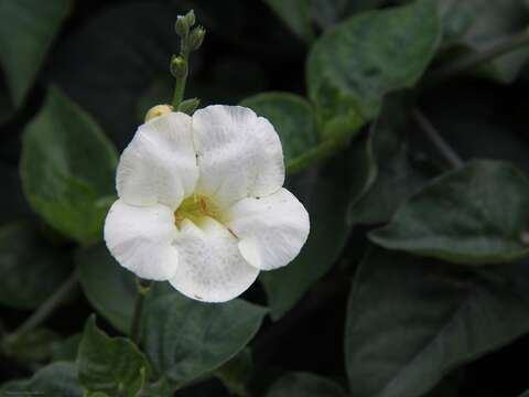 Image of Chinese violet