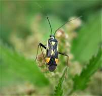 Image of Grypocoris stysi (Wagner 1968)