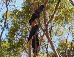 Image of Calyptorhynchus Desmarest 1826