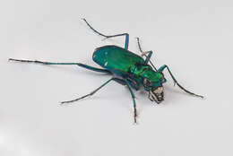 Imagem de Cicindela (Cicindela) sexguttata Fabricius 1775