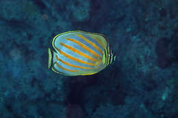 Image of Clown Butterflyfish