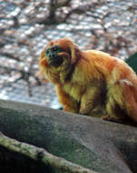 Image of Lion tamarin