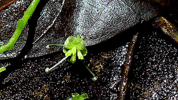 Image of Agonandra silvatica Ducke