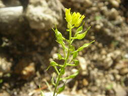 Image of Heller's Whitlow-Grass