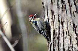 Image of Sapsucker