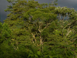 Image of Jacaranda copaia (Aubl.) D. Don