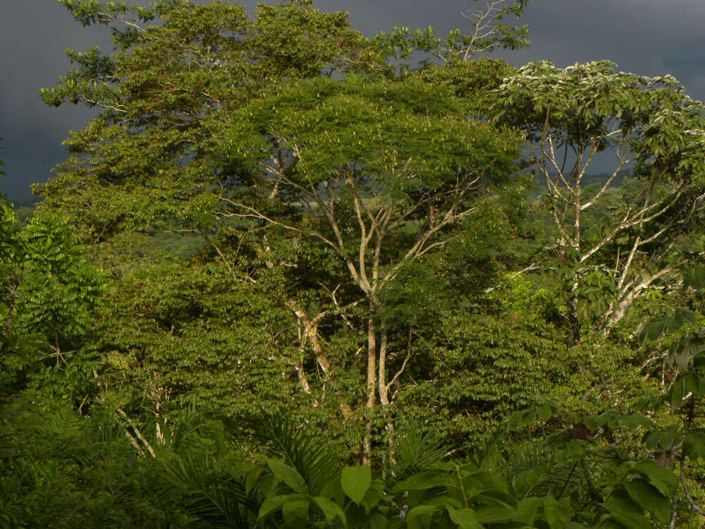 Image of Jacaranda copaia (Aubl.) D. Don