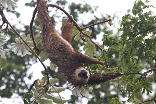 Image of two-toed sloths