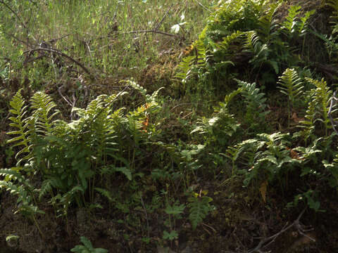 Image of polypody