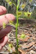 Image of Drosera peltata subsp. auriculata (Backh. ex Planch.) Conn