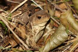 Image of Nile Valley Toad