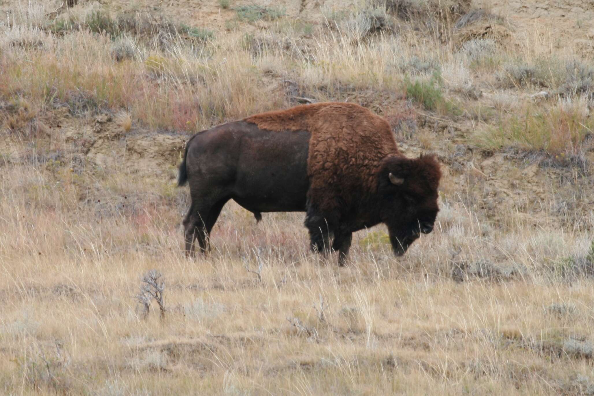 Image of Bison C. H. Smith 1827