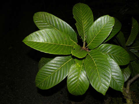 Image of Ficus romeroi Dugand