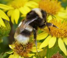 Image of Bumblebees