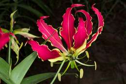 Image of flame lily