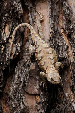 Image of Eastern Fence Lizard